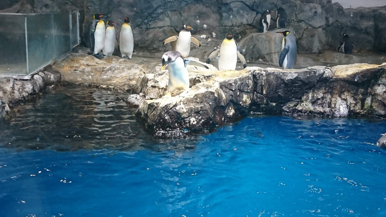 水族館 としおの読書生活 水族館 としおの読書生活