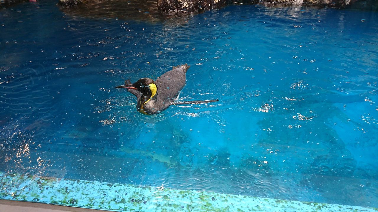水族館 としおの読書生活 水族館 としおの読書生活