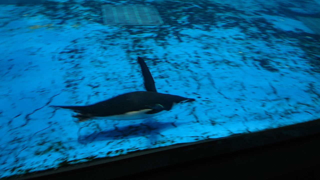 水族館 としおの読書生活 水族館 としおの読書生活