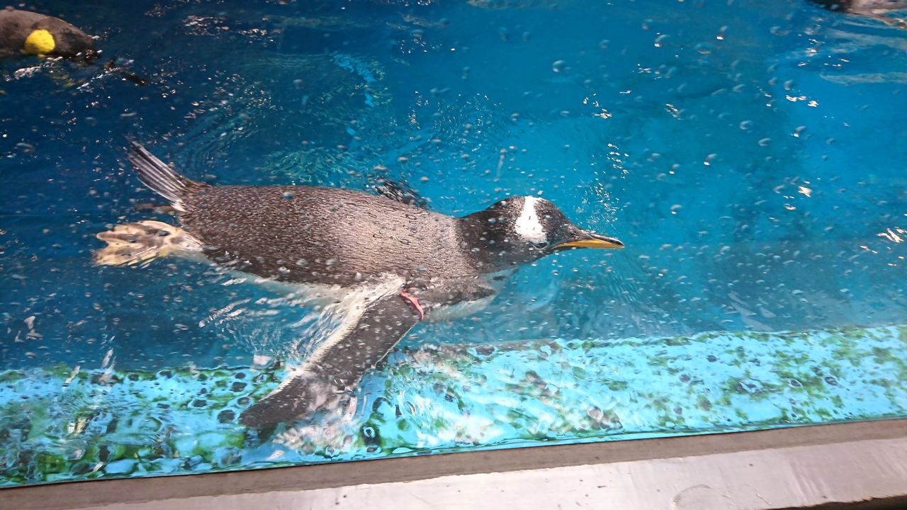 水族館 としおの読書生活 水族館 としおの読書生活