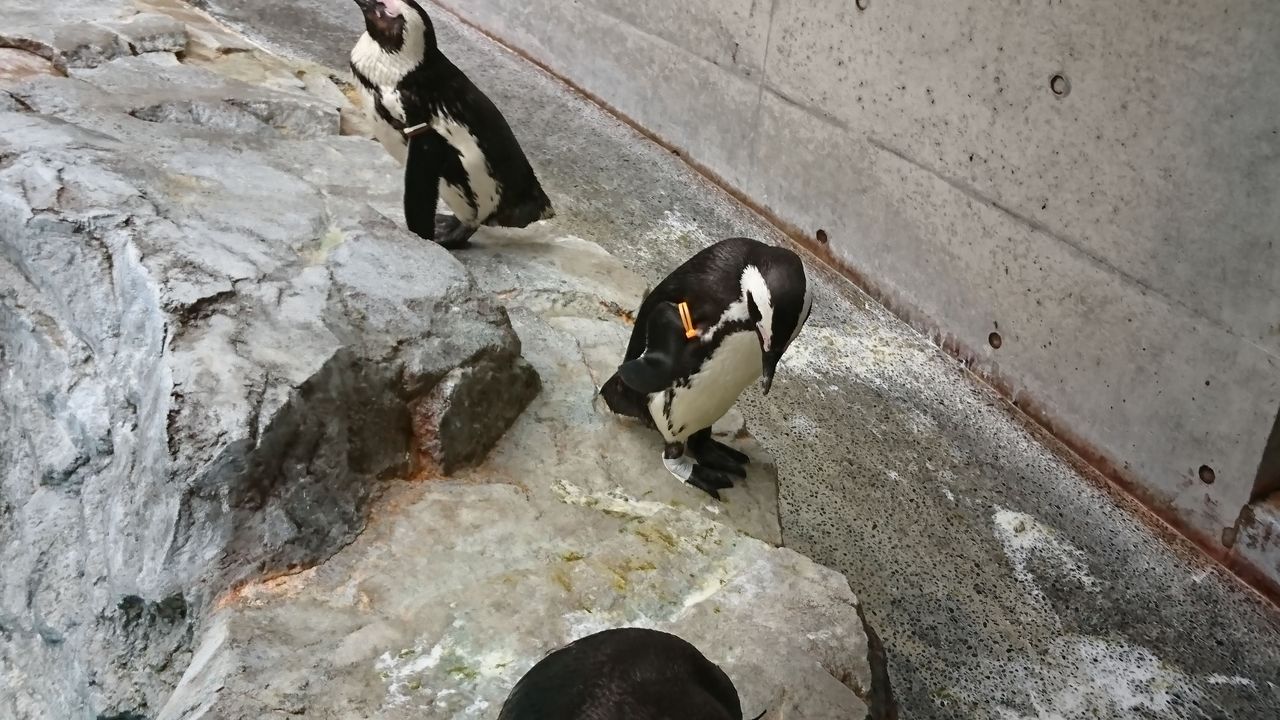 水族館 としおの読書生活 水族館 としおの読書生活