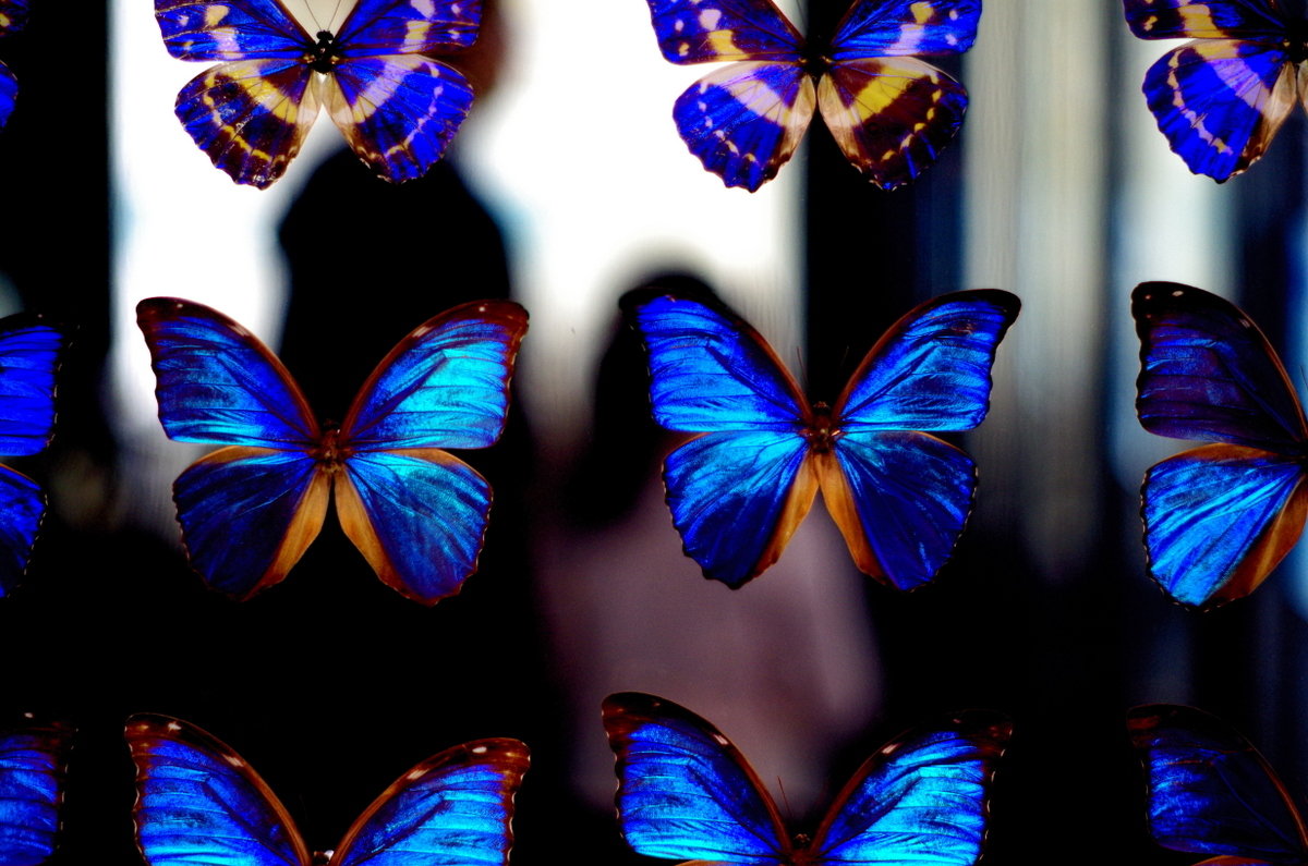 久田♡蝶の標本 12種 フレーム入り c26aa9072348e6ce1171b3ed752894