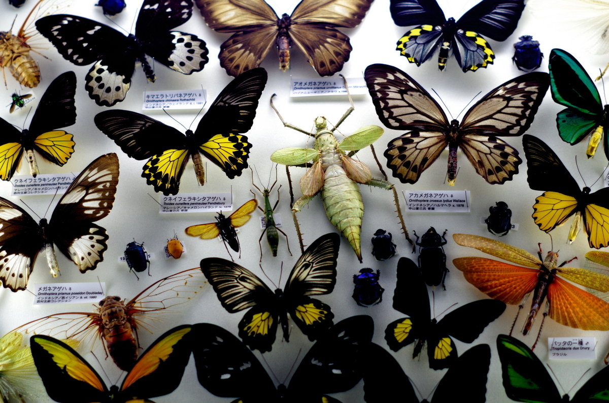 久田♡蝶の標本 12種 フレーム入り c26aa9072348e6ce1171b3ed752894