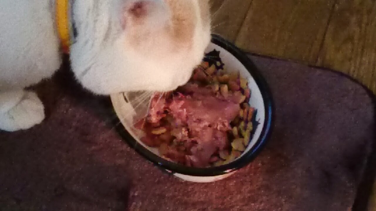 猫の朝ごはん まりんの部屋