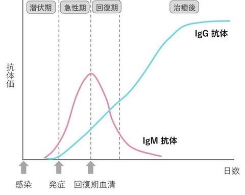 IgMとIgG