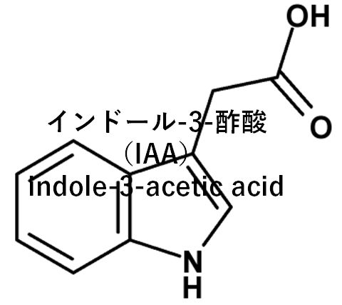 オーキシン分子構造