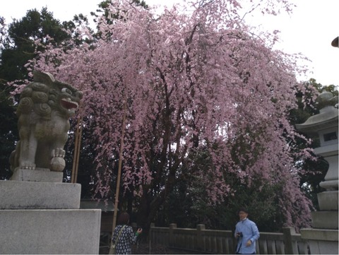 獅子像と満開の桜