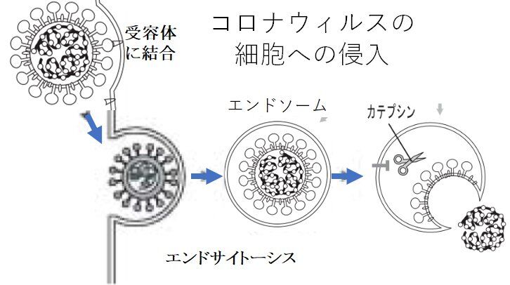 toshi_tomieのブログ toshi_tomie
カテゴリ:
一般科学
EUVL誕生期の秘話ーーAIST研究秘話「EUVL 用マスク基板の欠陥検査装置の開発研究」EUVLは究極のリソグラフィーその(4)--ショットノイズでレジスト感度の限界の見積もりEUVLは究極のリソグラフィーーその(3)レーザー生成プラズマは最も強力なX線源EUVLは究極のリソグラフィーーその(2)13.5nmはリソグラフィーに最適な波長13.5nmのEUV光(極端紫外光)を使うEUVLは究極のリソグラフィーーその(1)リソグラフィー技術の進歩。2005年からArF液浸。複数回露光を経て2018にEUVLの導入リソグラフィー技術の進歩。近接=>等倍転写=>水銀ランプ=>レーザー半導体集積化の歴史ーー50年間で100万倍に。ムーアの法則。ある現象の説明を試みる<仮説> を否定するのに、新たな仮説を立てる必要はない40年間で10万倍快適になった。半導体の市場規模とトランジスター集積度の推移。市場規模は10倍、トランジスタ密度は100,000倍新発足の半導体会社ラピダス。24年末にEUV装置、量産までに5兆円投資ー-これ迄のEUV装置出荷台数のまとめ中国政府への、イノベーションのための提案ー-変革には異人が必要(2019年)フィリピン海の海水面温度と太平洋高気圧。2020、2021、2022年夏の比較「経験したことのない」暴風の台風14号蜘蛛は、節足動物門、鋏角亜門のクモ目。 蟻は、六脚亜門、昆虫綱、ハチ目の中のアリ科いつまでも見飽きない動画サイト「 地球の風、天気、海の状況地図」 。対流圏界面の風速分布で偏西風を可視化背の高い高気圧(太平洋高気圧)と背の低い高気圧(シベリア高気圧)ガガーリンの名言は「地球は青かった」。でも、地球は青くない5年振りにYahoo 知恵袋に回答。「極で冷やされた空気が下降するっておかしくない?寒いから高気圧、の原理は?」夏至ではなく8月が一番暑い理由は、海流の速度。黒潮の流速の平面&鉛直分布夏至ではなく8月が一番暑く、冬至ではなく2月が一番寒い理由。コリオリの力と黒潮の流速6月の異常猛暑の原因は強い太平洋高気圧。その原因は東南アジアの高い海水温(ラニーニャ)。ラニーニャの原因は強い貿易風二週間予報の更新。東京の日最高気温、7/5以降は31℃以下偏西風は、赤道から極への熱流が、コリオリの力で東向きに変えられた風。日本の四季の天気は、赤道の海水温が決める昨年夏の気温を、コリオリの力で解釈。太平洋高気圧が弱く、前線が南下して、冷夏になったコリオリの力は、南北方向の運動成分にだけ働く梅雨、1951年以降で最短(東海13日、九州南部16日、関東甲信21日)。偏西風が北へ蛇行(朝日新聞 2022/06/28)高気圧で南から空気が流れ込み、栃木佐野で44年前からの観測史上1位など、関東以西で異常猛暑、6月末まで筋肉量。体幹と上肢は変わらないが、下肢の筋肉は、年齢と共に級数的に減る画像の解像度、ピクセル、dpi、ビット。新聞記事を文字変換するには(1600x1200では)10cmを全画角に都市伝説「茹でガエル」ーー真実は。熱湯に入れると蛙は死ぬ、徐々に加熱すると、逃げて死なないmRNAで製薬革命(朝日新聞 2021/12/5)気象研究所の研究成果発表会(12/12)。動画、発表スライド、質問と回答が、1月31日まで公開合成致死という癌治療法(2015/12/9 癌センター)(宣伝)論文"Theory of multiphoton photoemission---"が公開。固体の3光子以上の多光子イオン化は難しい。fitting parameterで個別ナノ粒子の伝導帯中励起準位が分かる中国の論文が質でも米抜き首位 自然科学8分野中の5分野 (8/10)東京のコロナ予報、対数正規分布をやめた理由。報道に脅されピーク後に検査数が増え偽推移になっていたpcr検査「陽性率」はコロナ流行の最も信頼できる指標。東京のピークは判明日で8/11だった。9月中旬にほぼ終息家族機能を測定する米国の「円環モデル」と尺度FACESⅢーー機能不全に陥った家族とそうでない家族を弁別する尺度TSMC日本拠点、20社超と連携で半導体『開発』。経産省が総事業費約370億円の半分拠出。産総研のSCR利用。TSMCに『製造』拠点立地も求めるオッズ比ってなーに?ーーー確率0から1の全領域で、確率の比較を行うため。ガウシアンの時定数の方が遥かに良い富江の土着ウィルス仮説(3)ーーー新規陽性者数推移が単一ガウシアンでないなら「人から人へ伝染」はしていない研究者の中国流出続く 破格の給与魅力、待遇改善急務 昆虫の血は何故赤くない?(朝日新聞 10/24)ノーベル賞と日中の科学力(朝日新聞 社説10/25)SARS-CoVコロナウイルスの細胞侵入機構(2)―――エンドサイトーシスを経ず、細胞表面から直接侵入の経路もSARS-CoVコロナウイルスを、細胞は好んで食べている(エンドサイトーシス)ガソリン車に逆風。EV集中でホンダ、来季限りF1撤退 今年のノーベル化学賞。ゲノム編集は「生命科学の三大発明」(福岡伸一)貧乏な国ほどコロナに罹りにくい?ーーーそんな馬鹿な!!良くある低レベル研究の例 toshi_tomie