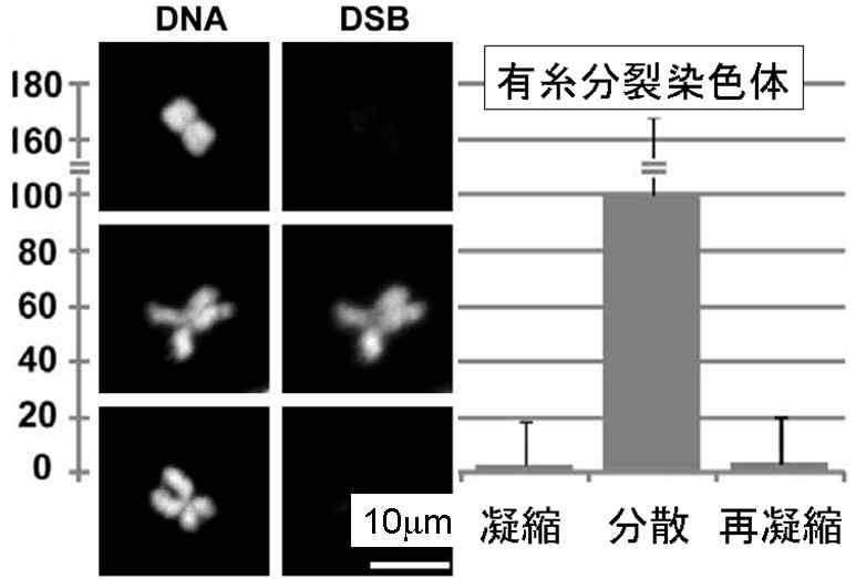 toshi_tomieのブログ toshi_tomie
カテゴリ:
放射線と健康
「福島県民がん増える可能性低い」と国連科学委員会ーーー100mSv迄健康被害はない。と指摘してきた。その通りになったことを、10年経って分かった?朝日新聞の謝罪は?福島原発の前で巨大化した燕の足跡ーーー銃撃テロされたフランスのシャルリ誌の風刺画福島県の先天異常率は「全国と同じ」と厚労省研究班が学会で報告ーーー2年前、本ブログの解析で、福島県では死産率が減ったこと、を報告済放射「脳」のバイブル?自然放射線で白血病が増える、と主張するKendall et.al論文批判ーーー元データに、相関は認められない「美味しんぼ」5/19発売号に注文殺到。笑いが止まらない、恐怖煽り作戦大成功。一方で、書店で、放射線生物学の研究成果を紹介する本は、ほぼ、皆無。嘘まき散らし「美味しんぼ」が、”問題提起”、と開き直り。不安を煽って稼ぐのは、強く非難されるべき福島の子供は鼻血を出さない、との調査結果ーーー鼻血は放射線のせい、を否定。残念でした、「美味しんぼ」さん、前双葉町長さん漫画「美味しんぼ」が鼻血の原因は「被ばく」とーーどうせデータはないだろうと騒ぐ、卑劣者。被ばくの影響が最も大きい「流産」に、「放射線の影響なし」のデータチェルノブイリ事故後の小児甲状腺がんの急増は、“過剰診断“に過ぎなかった。甲状腺がんは罹患率で議論するのは危険DNA損傷は、周りの水が放射線を吸収して作られるラジカル(活性酸素)で起きる。放射線を直接吸収する効果は無視できるだろうDNAは染色体に圧縮されると放射線耐性が50倍に福島県。避難生活の長期化などに伴う「震災関連死」者数が、津波等の直接の死者数1603人を越える「放射線は、得体の知れない特別な障害を起こす、という『誤解』」を、今度は図を使って説明低線量率被曝でのマウスの実験(六ヶ所村、環境研)ーー8000mSv/年で、顕著な寿命短縮。400mSv/年でも僅かに影響福島楢葉町で毎時12mSvの汚染物体を発見ーーーおそらく、原発敷地内から海に流れ出し、流れ着いた。楢葉町の避難区域の解除に、問題はありません広島原爆資料館、銀行の入り口の石段に残る人の影。遺体を運んだ人と、影の主の娘さんの証言低線量被曝ガンリスクで重要論文?CMAJ 183 (2011) 430ーーー大した論文ではない、と判断医療被曝ーー歯科撮影は数マイクロ、胸部レントゲンは数十マイクロ、CTは20-30ミリ、心臓血管撮影は数Sv100mSv以下で、発がんしない、は間違いではないか?発がんする例を無視するのは何故か?ーー基本的には、オタワ大がまとめたデータベースをご参考下さい福島、双葉郡の2月の降下放射能量は2万 MBq/km2も。何か異常か!ーーーいいえ。冬は乾燥して風が強く、砂塵が舞い上がり易い。砂塵の内部被曝は、心配ない東京の病院で3,000人の検査で36%に嚢胞、と甲状腺学会で発表ーーー福島の5万人の子供の検査で既に分かっていることを学会で報告する価値があるの?福島のがんリスクに明らかな増加は見えないーーWHO予測報告が近く公表甲状腺がんの潜伏期間は15年程度ーー福島県の子供の甲状腺検査結果からの推定は、広島原爆被爆者のデータと一致<福島県の子供の8万人に一人の甲状腺がん、36%の子供にしこり>は、放射線の影響が発現前の「現状確認」のための検査の結果ーーそれを承知の毎日新聞が騒ぐのは何故?サブマージョン被曝を怖がる人にーーー全く心配ありません。放射能は、隠蔽ができない、すこぶるやっかいな物質放射能過剰恐怖族の共通項ーーー知ろうともしないで隠蔽されている。事実はどうでも良く、誰々がこう言った、だけ。専門家を信用せずに、素性不明のネット情報を鵜呑み福島県民さんへの回答の参考文献リスト除染作業を行った柏市で人口の減少傾向が続く。首都圏住民の不安は解消されず(10/1 NHKニュース)ーーー除染は、税金の無駄使いでしかなかった福島県調査。8万人で一人に甲状腺がんが見つかるーーチェルノブイリと大差ない頻度。日本の過去の統計と大差なし。昨年10月のニュース「福島県の子供に甲状腺機能異常」に対する、放射線科医PKAnzug氏の見解福島の人は結婚しない方が良い、と日本生態系協会会長ーー無知この上なし。広島の被曝二世の詳細調査で、遺伝的影響なしの結果甲状腺検査で36%の子供にしこり。福島県外の子供と比較の検査を内閣府が実施の計画ーーー全く心配ありません捏造データに共通することーーー(意図せずにせよ)恣意的なデータ選択100 mSvを1.4分で被爆するとDNAが損傷するが、5週間(毎時100マイクロSv)では、損傷が見えないーーMIT論文の詳細福島での流産や中絶の割合は、震災前後で変わらずーー福島県立医大によるアンケート調査人体の被曝量を見積もるバイオマーカー; CDKN1A (白血球中のメッセンジャーRNA)紫外線によるDNA損傷の修復機能は、500万年前に森を捨ててサバンナに進出したヒトでは猿などより格段に向上ーー近藤宗平著書から被曝が気になるがCT検査を受けるべきか?ーー日本人の30~40歳の死亡率一人/千人よりもリスクは小さい広島原爆の被爆2世の新研究ーー両親とも被曝は白血病が多い自然放射線の400倍の5週間の連続照射でネズミのDNAの損傷は検出されずーーMIT報告放射線の影響が純粋&顕著に現れるのは死産率。福島県の2011年5月~2012年2月は、低かった!福島県の子供の病死者数が、減った!早稲田大公開講座「放射線と健康と原子力発電を正しく深く理解する」が、無事終了しましたチェルノブイリによる小児甲状腺がん急増は検診実施による見かけだったとの近藤宗平氏の主張の検証ーーー尤もらしいスエーデンではチェルノブイリの影響あったと主張するトンデル論文ーー間違った煽動論文広島・長崎原爆では、高齢者ほど、がんの進行が早い。長生き効果を無視すれば、10才は50才の3倍、放射線に強いようだ放射線は得体の知れない特別な障害を起こす、という誤解(2)ーー細胞は、DNA損傷を修復する能力がある、を示す実験データ来週から始まります。早稲田大学オープンカレッジの4回講座「放射線と健康と原子力発電を、正しく深く、知る」チェルノブイリ原発事故で日本に降下したセシウムで乳癌死亡者が急増した?ーー悪質な肥田舜太郎震災を経て痛感したのは、マスコミは、自らのストーリーに合わない科学の成果を恣意的に無視するということ。科学者は、糾弾を恐れて口をつぐむと言うこと toshi_tomie