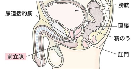 前立腺の場所
