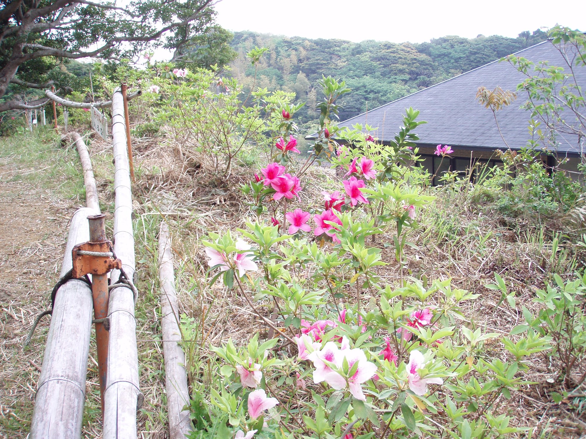昨日整備の終わった 平戸ツツジの ガケ上 遊歩道 である 普賢象桜が三分咲きになり 明日桜湯 保存用飲料 造りを始める予定 領収証 請求書 レシート類の整理を行う 椿道旅館だより