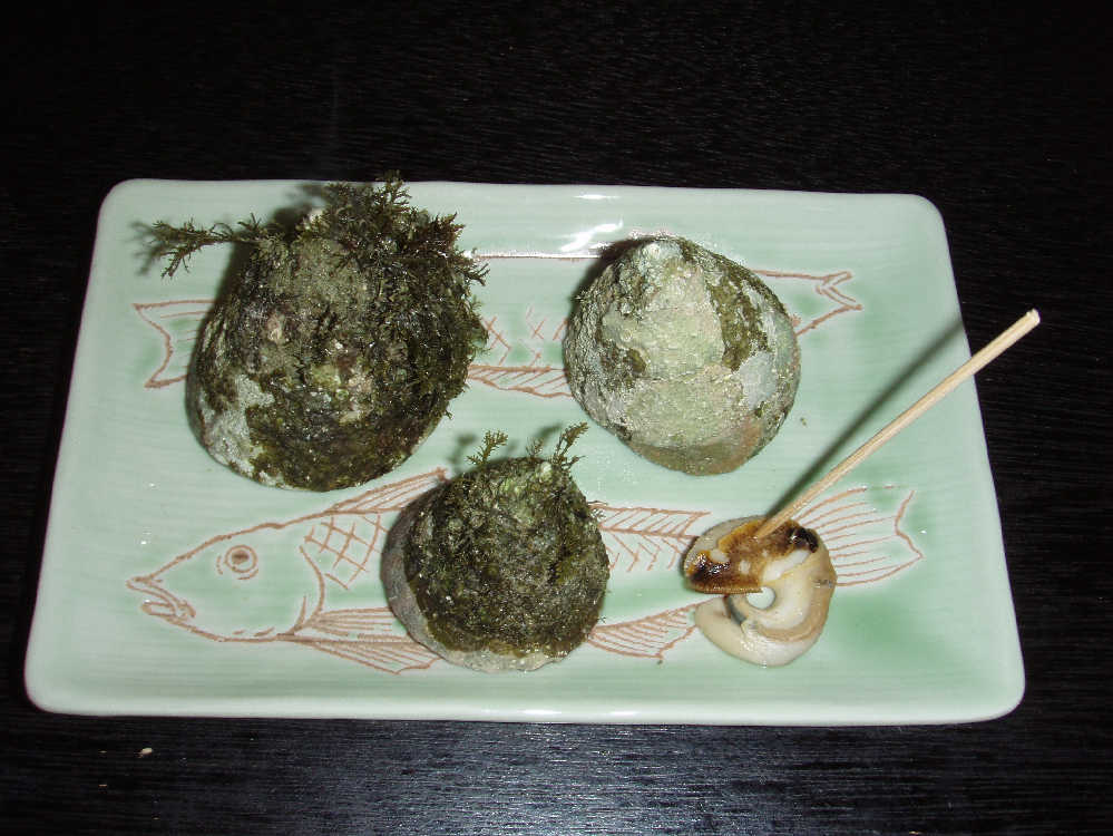 今夜の夕餉の一品 トオネ 貝 の湯で物 である 仁坂和歌山県知事との懇談会に出席する ２ ４材で作った夕涼み用のベンチが完成する 椿道旅館だより