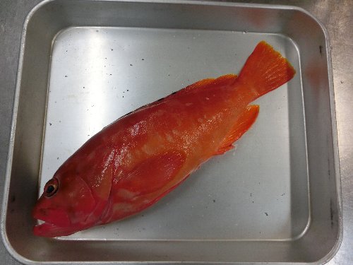 お客様のスポーツカー S00 珍しいので買ってきた アカッポ アタガシ 夕食の松阪牛プランの 牛ロース九谷焼 自家製ステーキソース 大根おろし添え である 椿道旅館だより