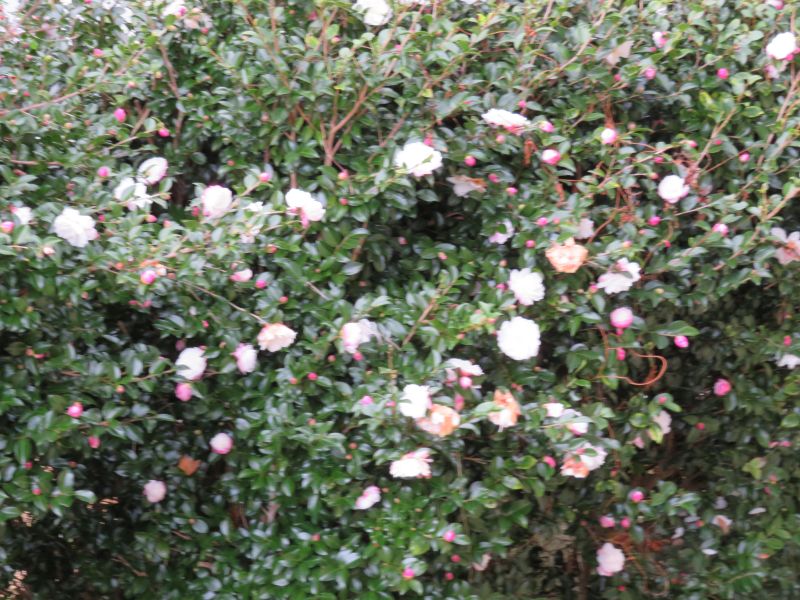管理人室前生垣の 朝倉山茶花 口笛を聴きに来る 百舌鳥 昼餉の 店屋物とノンアル 取り寄せた 黒米5袋赤米１袋 である 椿道旅館だより