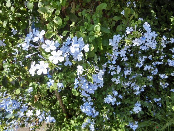 Jr串本駅近くの民家に咲く ノウセンカズラの桃色花 瑠璃手毬 るりてまり である 椿道旅館だより