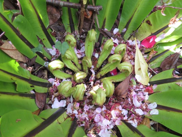 本格的に咲き出した 2本の中国静思花 昨日の夕餉 大谷渡のお浸し2種 鰹木の芽散し造り 鰹とフキの煮物 朝餉の 菓子パン他 昼餉の お好み焼き 椿道旅館だより