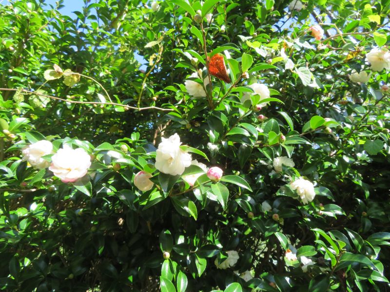 朝倉山茶花のはしり 赤紫蘇花壇 昼餉の 6種薬味の汁かけ飯 事務所大掃除で出てきた 周辺機器 中古品 である 椿道旅館だより