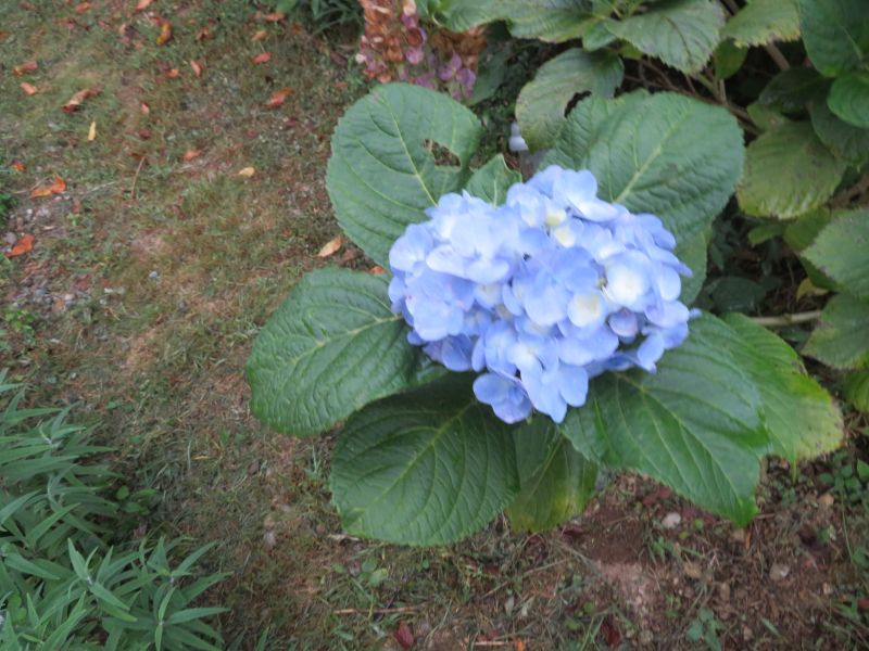 9月咲き 紫陽花 昨日の夕餉 トンテキハワイアン他 朝餉の 牛すねスープと平種無し柿他 昼餉の 鰊蕎麦 である 椿道旅館だより