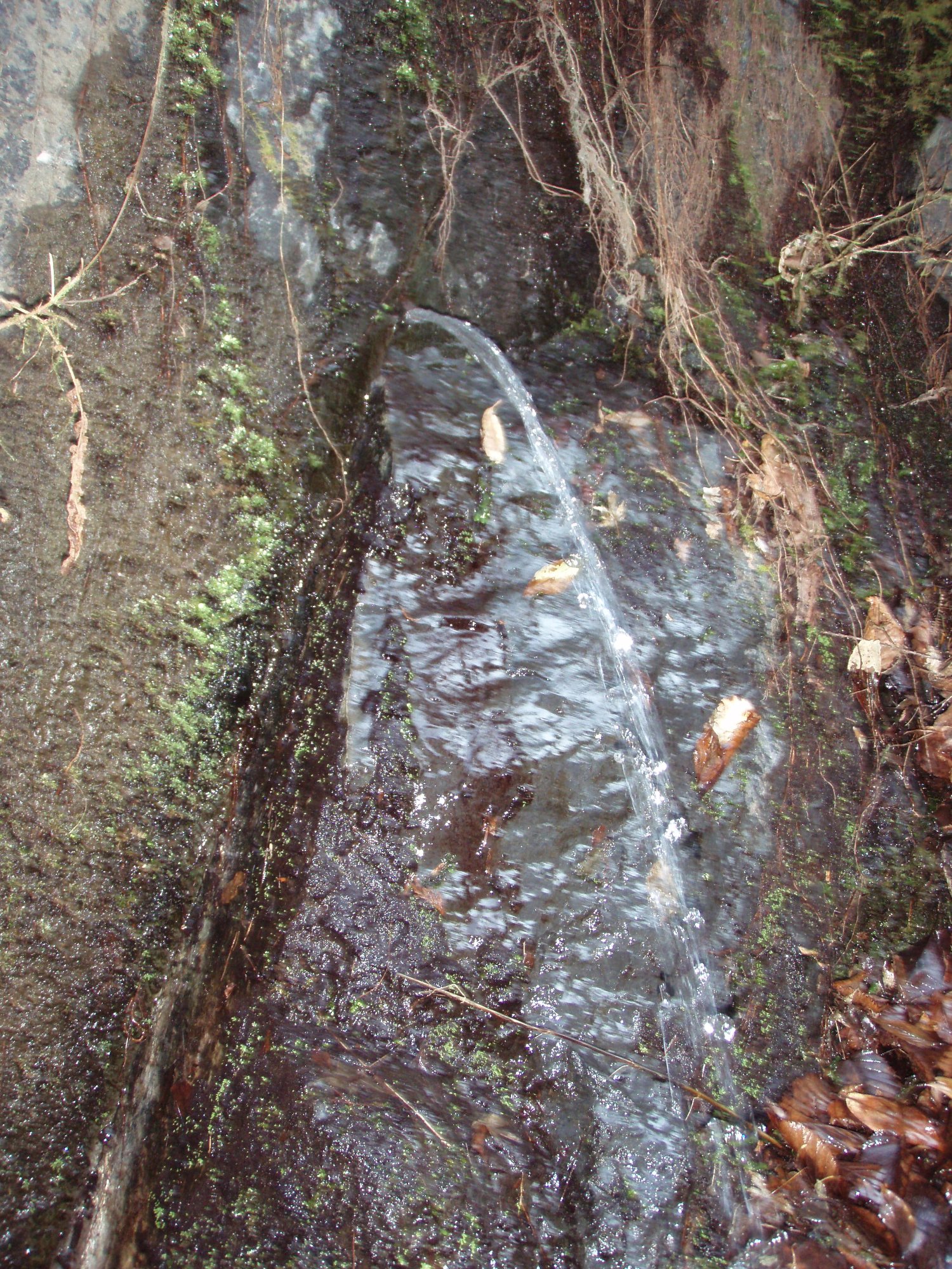 岩盤の割れ目から流れ落ちる 崩の川銘水の水鉄砲 水 水源の一つ である 水源到着と同時にうわさの 送り雀 すずめ がけたたましく啼きだす 今日からトラックコンテナのリフォーム作業を始める 椿道旅館だより 岩盤の割れ目から流れ落ちる 崩の川銘水の水鉄砲 水 水源の一つ である 水源到着と同時にうわさの 送り雀 すずめ がけたたましく啼きだす 今日からトラックコンテナのリフォーム作業を始める 椿道旅館だより