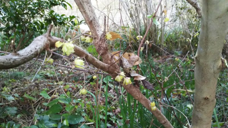 両脇に繁茂する山茶花の剪定後現れた 蝋梅 ロウバイ 昨日の夕餉 合鴨ロースト オレンジソース 八朔 トマトサラダ 八朔の実 である 椿道旅館だより