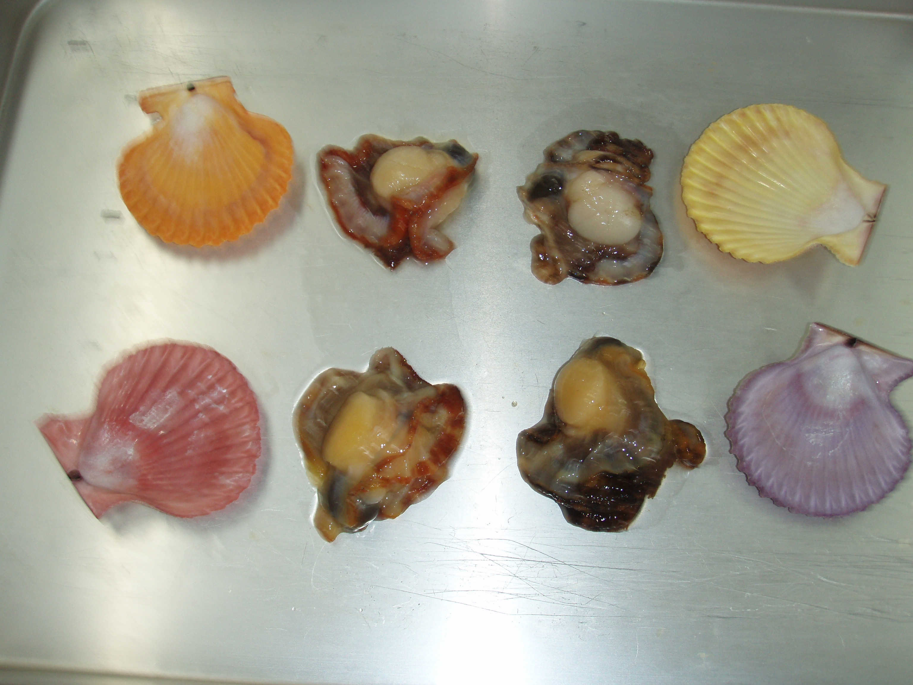 桧扇 ヒオウギ 貝１００個の燻製作りと包装を行う 画像は 殻の色と身の色 の関連性の面白さを示している 椿道旅館だより