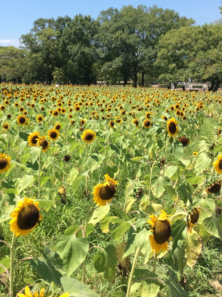 万博公園のひまわり 塩山俊彦の絵画日記 万博公園のひまわり 塩山俊彦の絵画日記