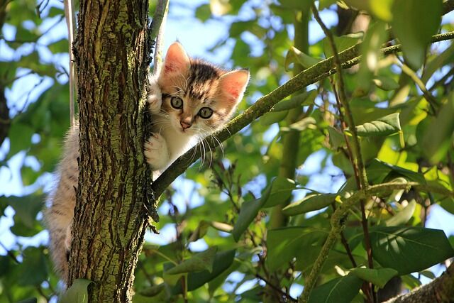 cat-1647775_640