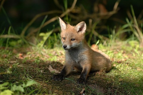 mammals-3218028_640