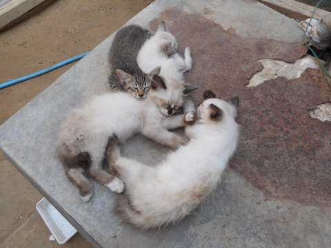 DSCN1094