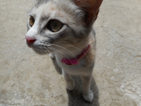DSCN1446