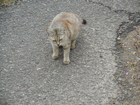 DSCN0456