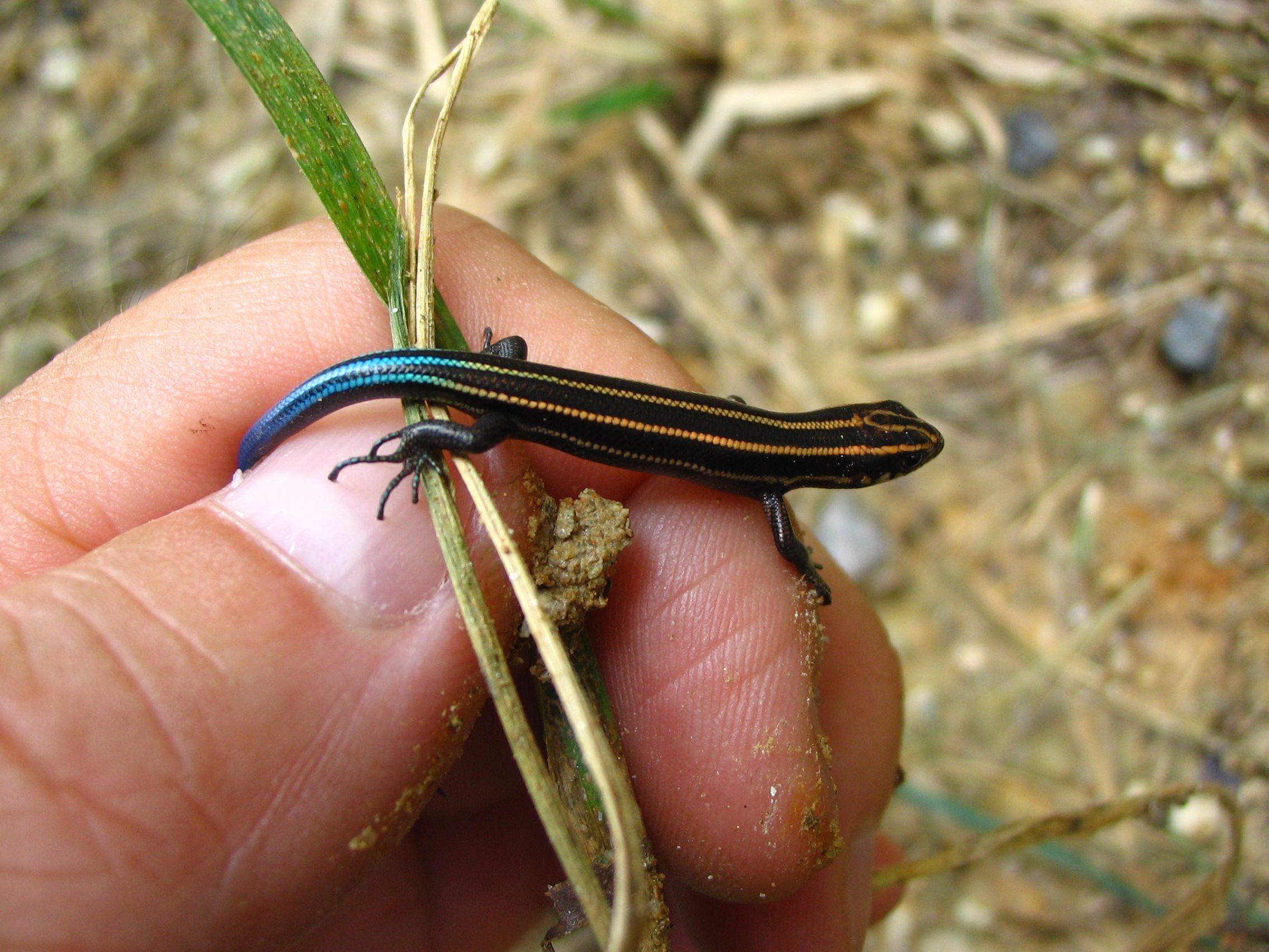 トカゲ Daily Life