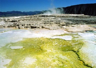 mammoth hot springs 03