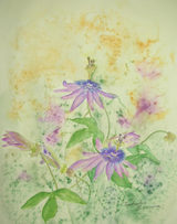 時計草 〔June 21, 2009〕
