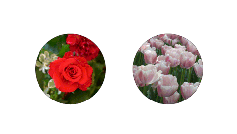 2ezgif.com-resize
