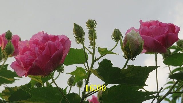 イメージ 5