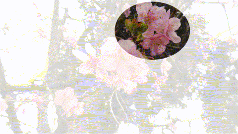 桜5