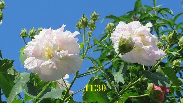 イメージ 3