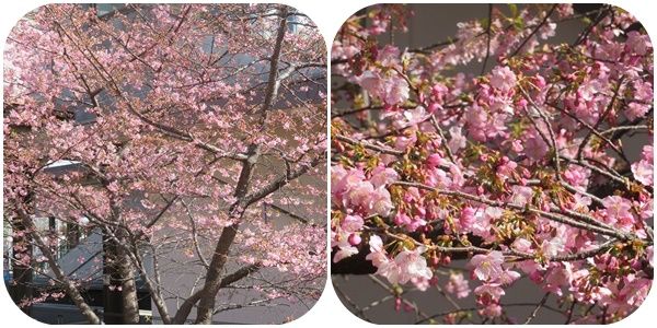 イメージ 11