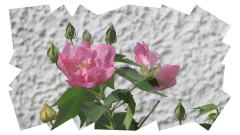 tuxpi.com.1598513603