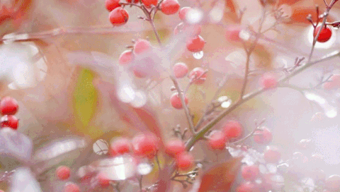 1-ezgif.com-resize