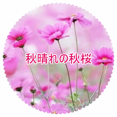秋桜