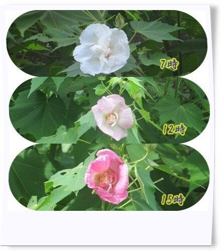 tuxpi.com.1598515908