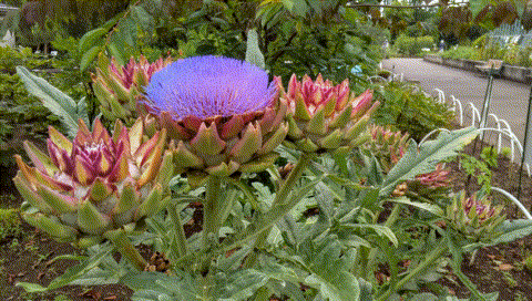 薬用植物園