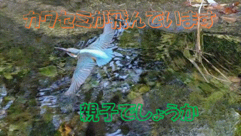 かわせみ５_1
