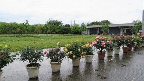IMG_9663 (2)