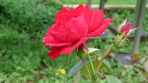 IMG_3555
