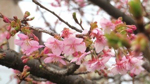 IMG_5505_1