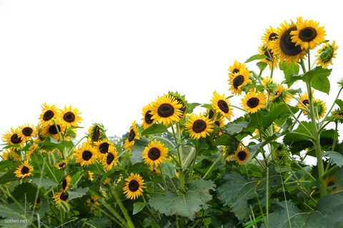 sunflower-200725-0871