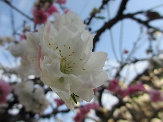 イメージ 6